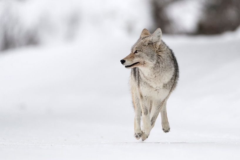 Kojote ( Canis latrans ) im Winter, läuft auf die Kamera zu, blickt dabei zur Seite, Yellowstone NP, von wunderbare Erde