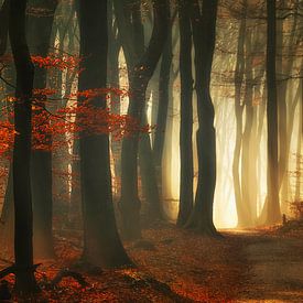 Red autumn by Rigo Meens