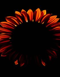 Ember Sun VII by Ember Bloom