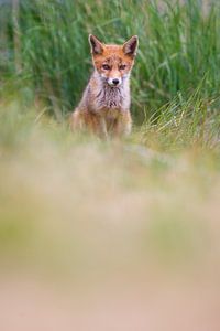 red fox cub sur Pim Leijen