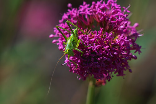 Large green sabre-winged grasshopper – Tettigonia viridissima