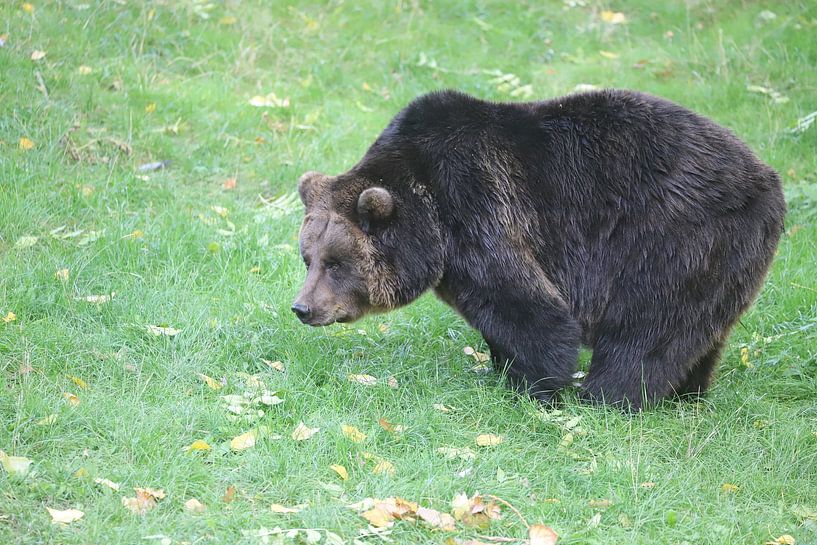Brown bear by Heike Hultsch