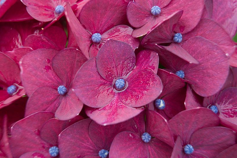 A burgundy hydrangea close up after a rainstorm by Jolanda de Jong-Jansen