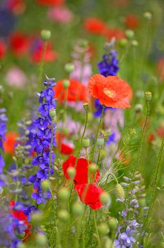 Veldbloemen rood en blauw van Yvonne van der Meij