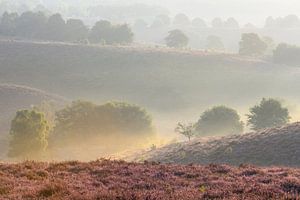 Sonnenaufgang über blühenden Heidekrautfeldern in den Hügeln