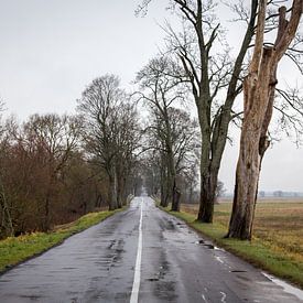 Small road through the countryside of Lithuania by Julian Buijzen
