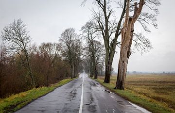 Petite route à travers la campagne lituanienne