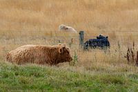 Triple cow