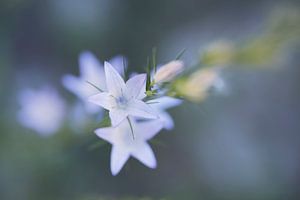 blauw grasklokje van Anouschka Hendriks