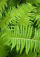 Sommerliche Poesie des Farnkrauts 