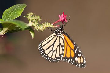 Close up van vlinder op bloem van Henk van den Brink