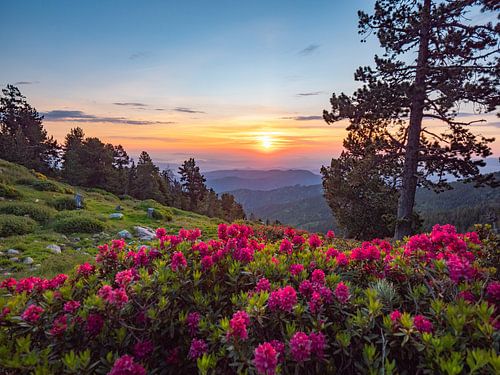 Zonsopkomst in de Pyreneeën