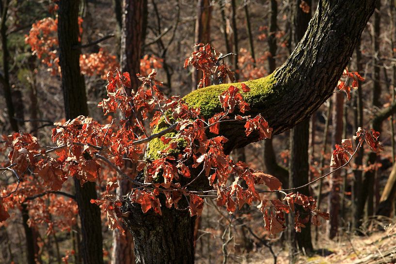 Early Spring by Thomas Jäger
