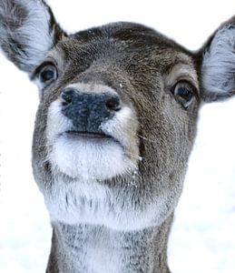 Bild eines Hirschkopfes im Schnee.