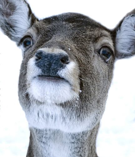 Bild eines Hirschkopfes im Schnee.