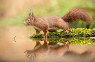 Squirrel at edge of pond by Erik Veltink thumbnail