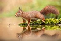 Squirrel at edge of pond