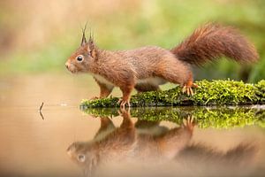Eichhörnchen am Rande eines Teiches von Erik Veltink