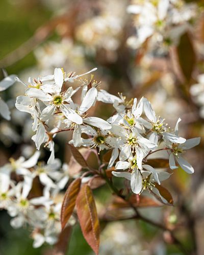 Koperrots peer (Amelanchier lamarckii)