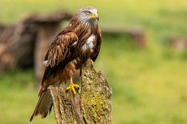 Rotmilan, Milvus milvus. Raubvogel