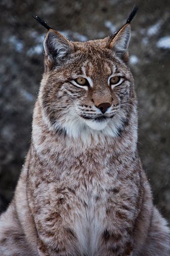Muzzle of a wild forest cat lynx close-up- portrait, ears with tassels. independent look and strict 