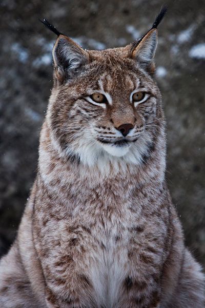 Snuit van een wilde boskat lynx close-up- portret, oren met kwastjes. onafhankelijke blik en strenge van Michael Semenov
