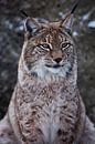Snuit van een wilde boskat lynx close-up- portret, oren met kwastjes. onafhankelijke blik en strenge van Michael Semenov thumbnail