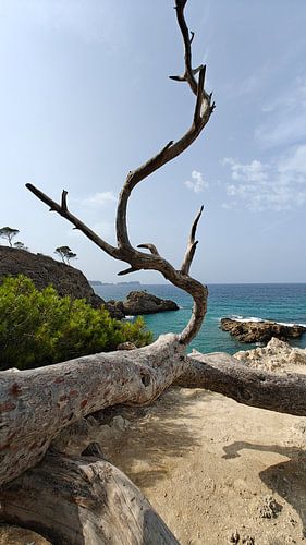 Das Skelett eines toten Baumes. Tote Äste.