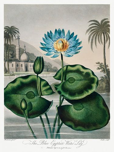 Robert John Thornton - Blue Egyptian Water Lily