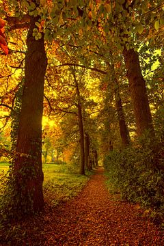 Wald im Herbst von Egon Zitter