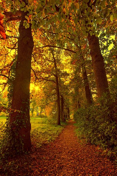 Forest in the fall by Egon Zitter