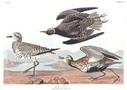 Pluvialis van Birds of America thumbnail