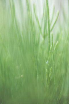 Gras van Robert Wiggers