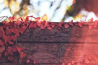 Red vine leaves on a wooden wall in the afternoon light