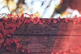 rote Weinblätter auf einer Holzwand im Nachmittagslicht von stewic_