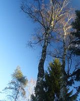 Winterlucht