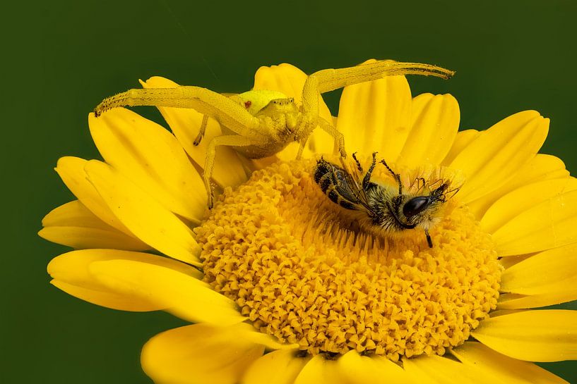 crab spider on the prowl by Hans-Jürgen Janda