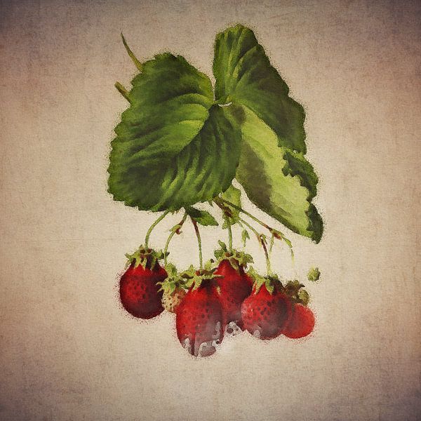 Fraises - Dessin antique de fraises par Jan Keteleer