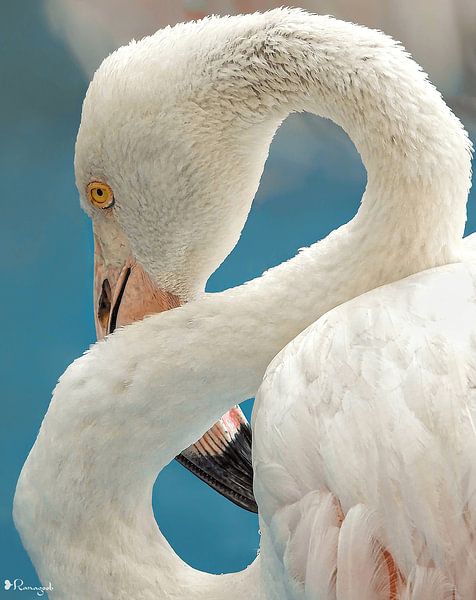 Flamingo by Rana Khan