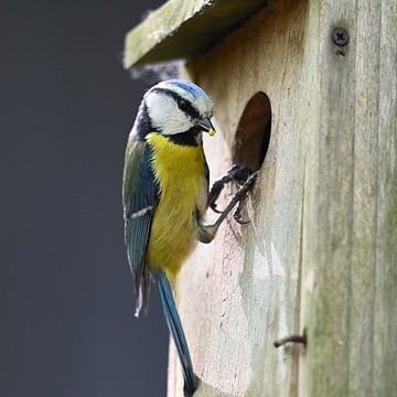 feeding blue tit