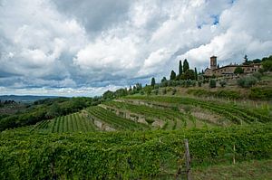 Weinfelder in der Toskana, Italien