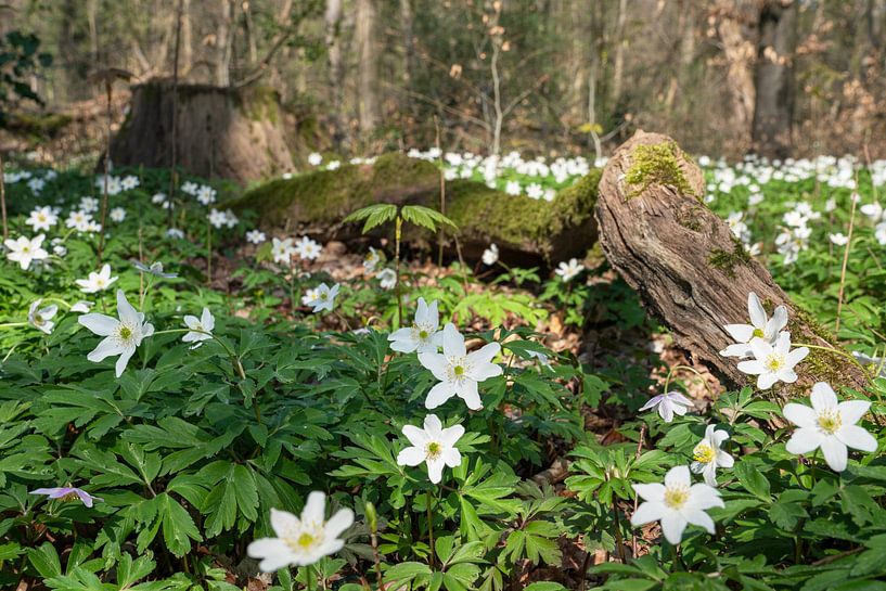 Wood anemone, Anemone nemorosa by Alexander Ludwig