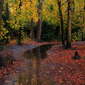 Reflet d'automne dans une flaque d'eau de pluie sur peterheinspictures