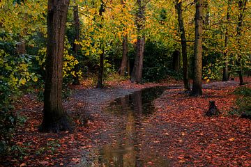 Herbstliche Reflexion in der Regenpfütze