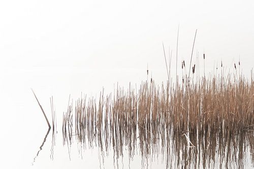 Haarlemmermeerse Bos