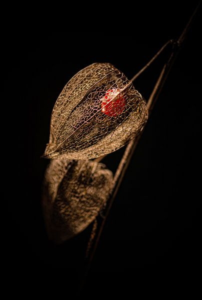Frame of Lampion Plant by Tineke van Persie-Klein