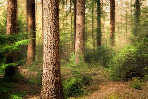 Het bos in. In de Friese wouden.