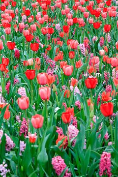 Veld met rode tulpen en roze hyacinten