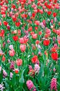Veld met rode tulpen en roze hyacinten van Dennis van de Water thumbnail
