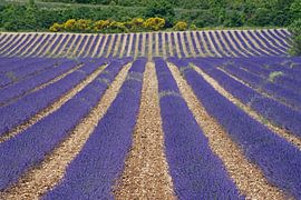 Golvend lavendel veld in de Franse Provence. van Gert van Santen